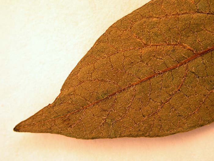 S. phureja  Syntyp 1685 leaflets pubescens (2)