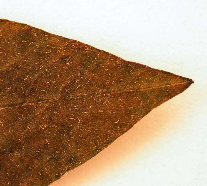 S. phureja  Syntyp 1685 leaflets pubescens