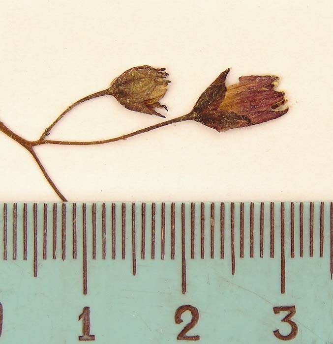 S. phureja  Syntyp 1685 pedicel articulation