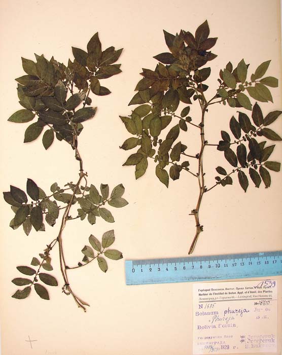 S. phureja  Syntyp 1685