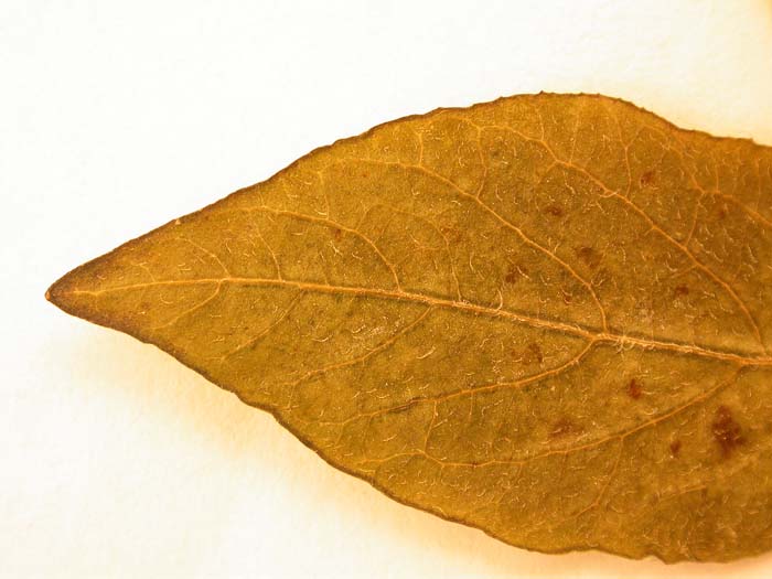 S. phureja  Syntyp 1801 leaflets pubescens