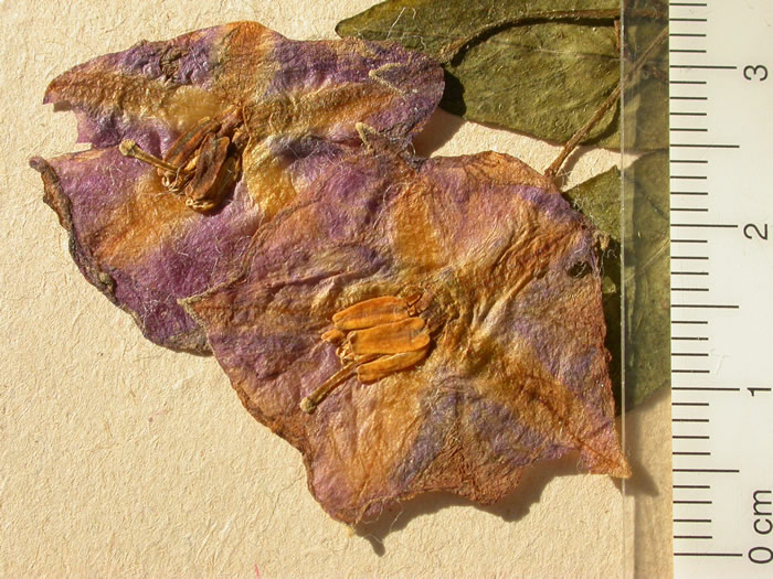 S. phureja  Syntyp 1801 pedicel articulation 1