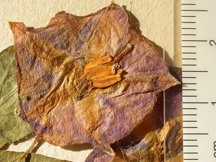 S. phureja  Syntyp 1801