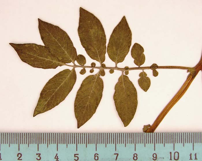 S. phureja  Syntyp 1801leaf