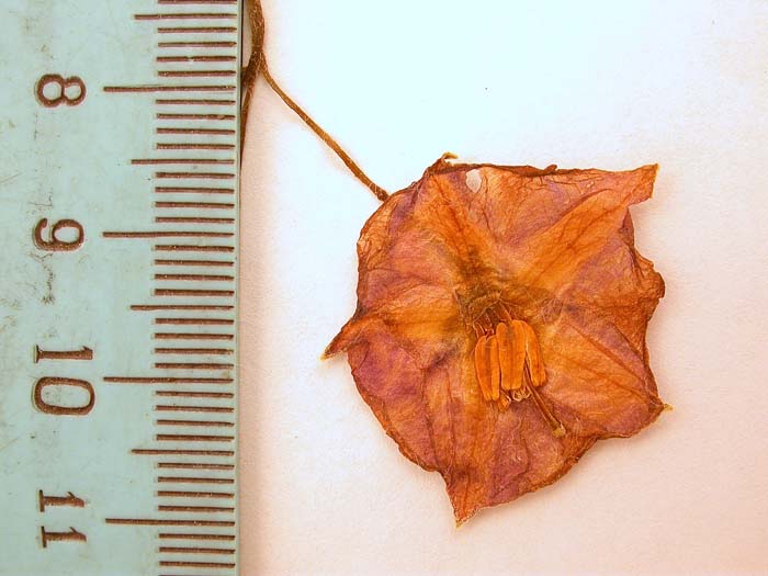 S. phureja  Syntyp 1801pedicel articulation