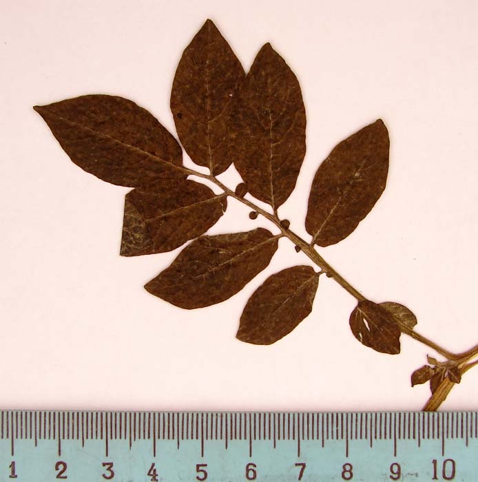 S. phureja  Syntyp 1810 leaf
