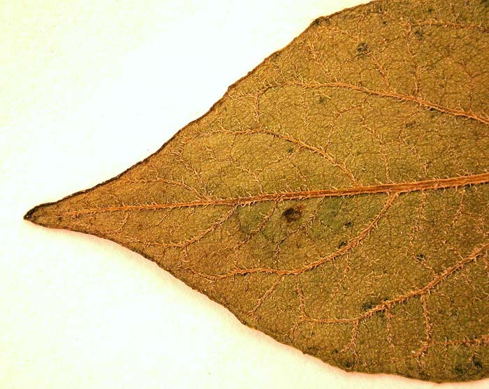S. phureja  Syntyp 1810 leaflets pubescens 1