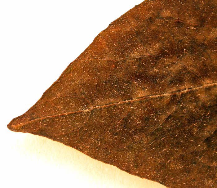 S. phureja  Syntyp 1810 leaflets pubescens