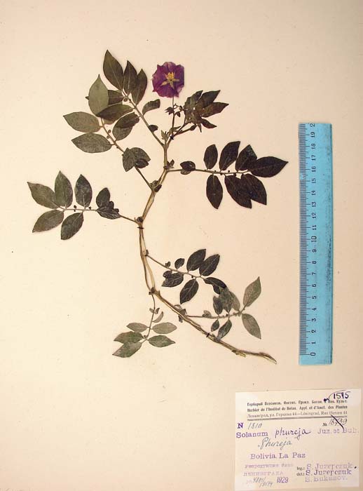 S. phureja  Syntyp 1810