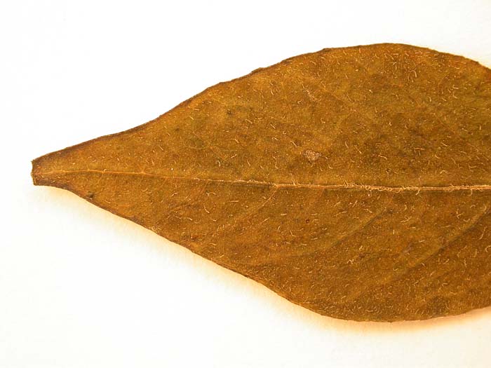 S. phureja   Syntyp 1813 leaflets pubescens