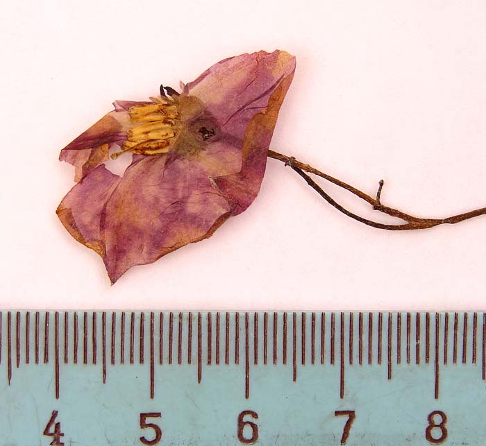 S. phureja   Syntyp 1813 pedicel articulation