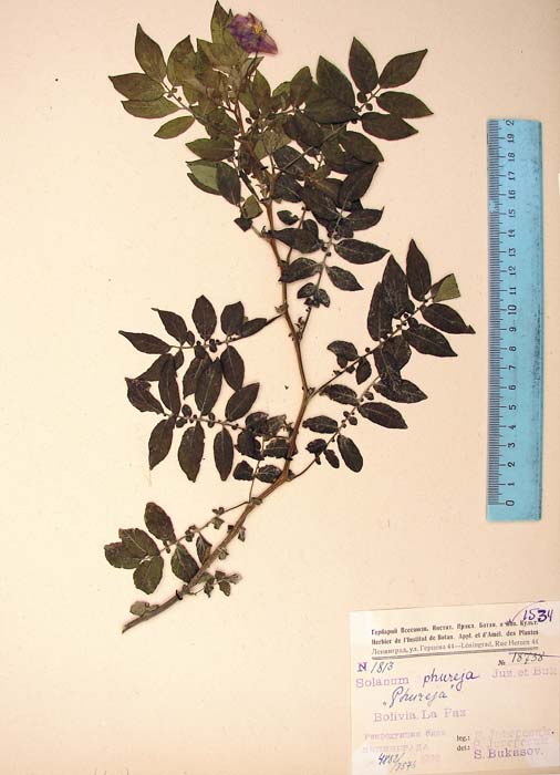 S. phureja   Syntyp 1813