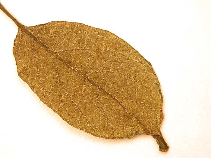 S. phureja  Syntyp 1815 leaflets pubescens 1