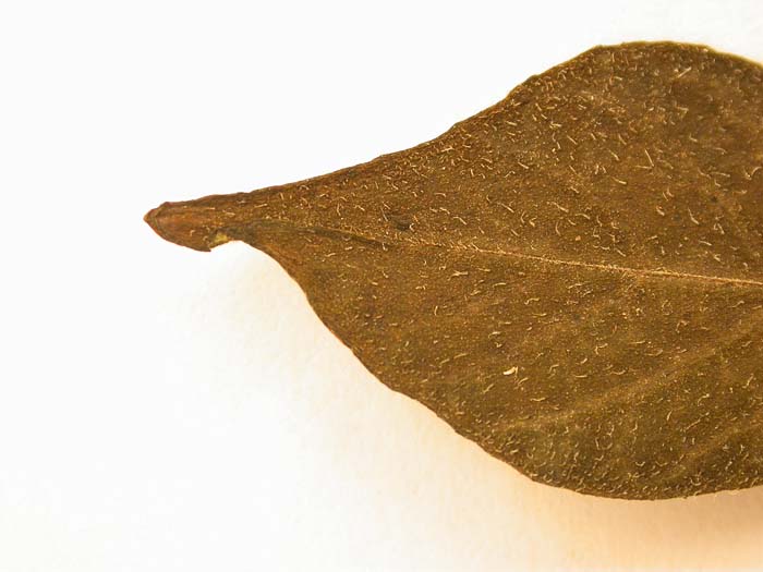 S. phureja  Syntyp 1815 leaflets pubescens