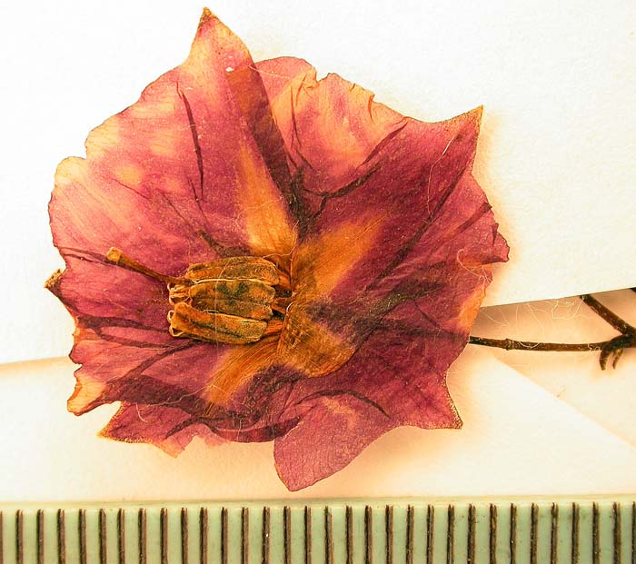 S. phureja  Syntyp 1815 pedicel articulation