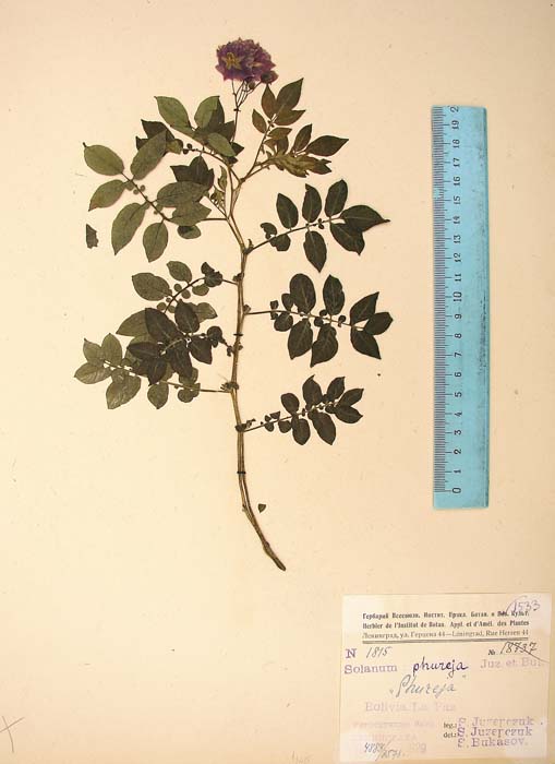 S. phureja  Syntyp 1815