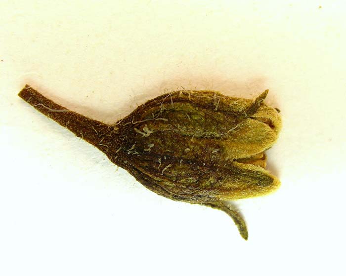 s. stenotomum  holotypus 1681 calyx