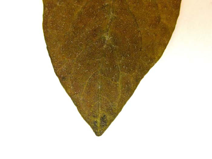 s. stenotomum  holotypus 1681 leaflets pubescens