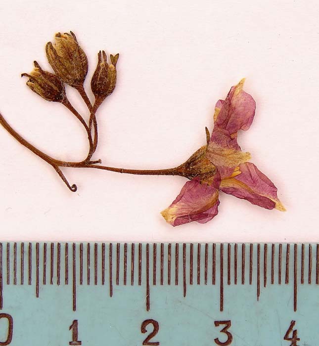 s. stenotomum  holotypus 1681 pedicel articulation calyx