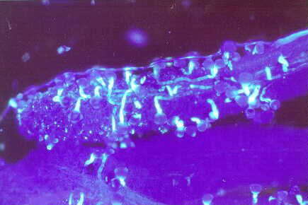Germination of flax pollen