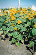 H.annuus x H.tuberosus
